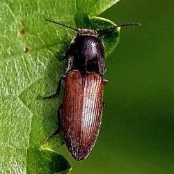 Aplotarsus incanus